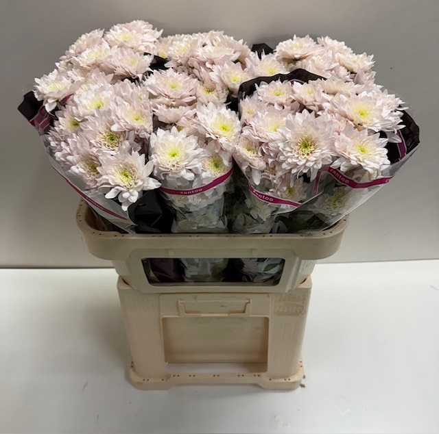 Chrys tr pastela rose.jpg